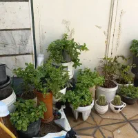 گل طبیعی ناز و گل مصنوعی و گلدان