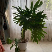 گیاه برگ انجیری