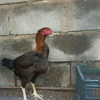 ماده مرغ