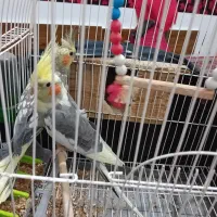 یک جفت عروس هلندی