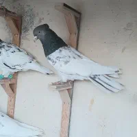 ۴عدد کبو تر نر پرشی