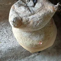 ماست خشک پوست