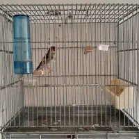 سهره نر دورگ و جوجه سهره و سهره قناری نر مست