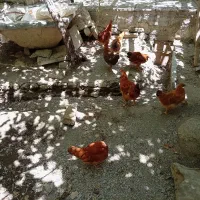 تعدادی مرغ و خروس جوان