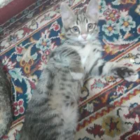 بچه گربه با مادرش