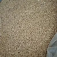 گندم دیم