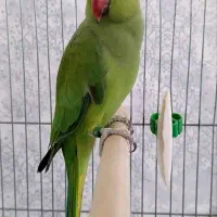 طوطی ملنگو
