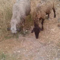 کود حیوانی گوسفند آماده بارگیری فوری فروشی