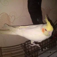 عروس هلندی