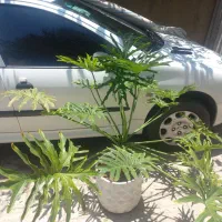 گل برگ انجیری خیلی بزرگ وسرحال