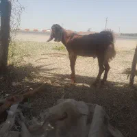 باسلام  یک کهره  ۱۶   ملیون
