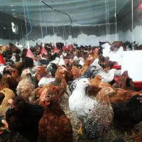 مرغ بومی جهادی گلپایگانی جوجه گردن لخت خروس درشت