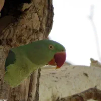 شاه طوطی ماده دستی اماده جفت