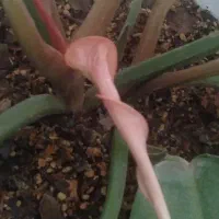 گل فیلودندرون پاییزی کاملا سالم