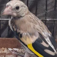 جوجه سهره سالم و سرحال قناری فنج مرغ عشق کبوتر