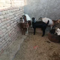 چهارتا بز فروشی . سه یا چهار ماه آوست هستن