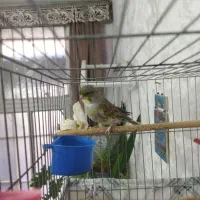 قناری نرو ماده