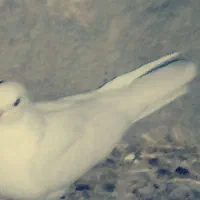 معاوضه باکفتر