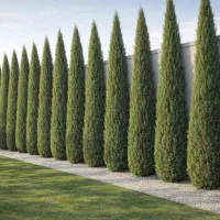 سرو شیراز نماد ایران باستان  مقاوم سرما و گرما