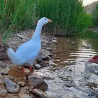 فروش غاز