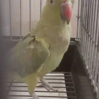 طوطی ملنگو ماده