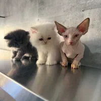 هم پشمالو هم بی مو اینجا دنیای گرب ه هاست