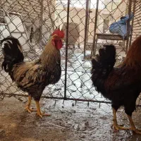 2عدد خروس سرحالو جوان دونه ای 1ملیون تومان