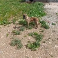 ژرمن|سگ|شیروان (خراسان), |دیوار