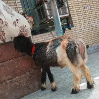 بره قوچی