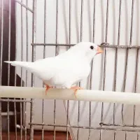 واگذاری تعدادی فنچ خانگی
