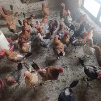 مرغ   رسمی تخم گذار