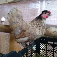 حیوانات