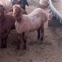 بره هترو ماده