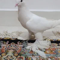 پار پارلی ارکح
