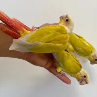 ۳ عدد سانچیک دونخور