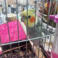 عروس هلندی طوسی سینامون