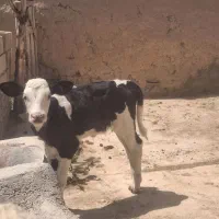 گاو و گوساله هلشتاین با ۳۵کیلو شیر
