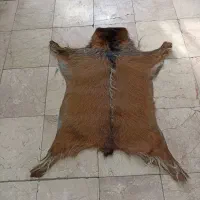 پوست بزی ، پوست بز دباغی شده