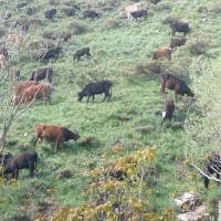 گاو برا قربانی
