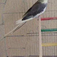 عروس هلندی نر