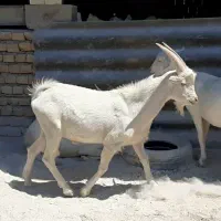 نر بز . بزغاله سانن