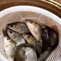 بچه ماهی کپور امور