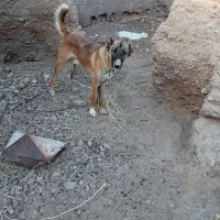توله ده ماهه