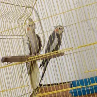 عروس هلندی مولد