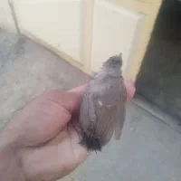 بچ دم زرد