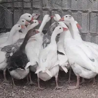 قاز جوان