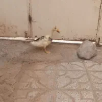 اردک