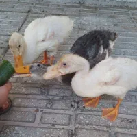 اردک|حیوانات مزرعه|نهاوند, |دیوار