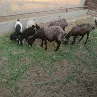 بزغاله چیز خور