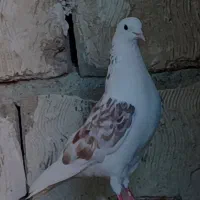 سه عدد کبوتر